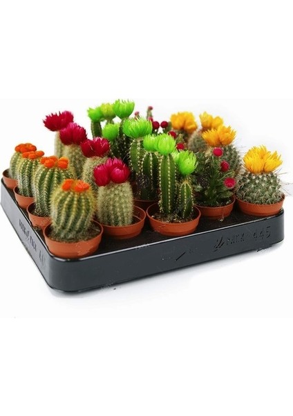 100'lü Karışık Succulent Kaktüs Tohumu + 10'lu Kırmızı Papatya Çiçek Tohumu