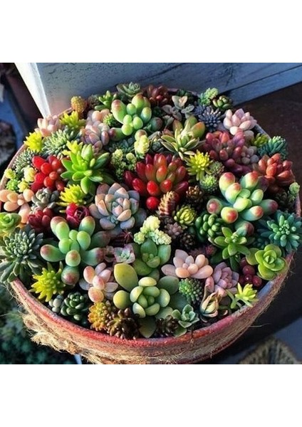 10'lu Mix Barrel Cactus Tohumu + 10'lu Hollanda Gülü Çiçek Tohumu