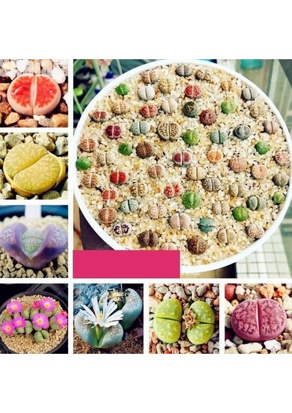 50'li Mix Barrel Cactus Tohumu + 10'lu Kırmızı Lale Çiçek Tohumu
