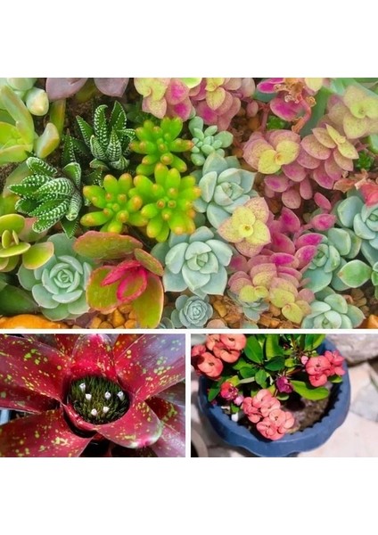 50'li Mix Barrel Cactus Tohumu + 10'lu Hollanda Gülü Çiçek Tohumu