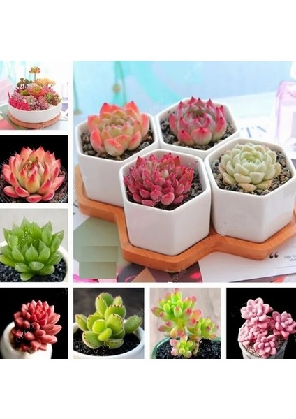 50'li Mix Barrel Cactus Tohumu + 10'lu Hollanda Gülü Çiçek Tohumu