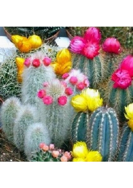 100'lü Mix Barrel Cactus Tohumu + 10'lu Kırmızı Lale Çiçek Tohumu