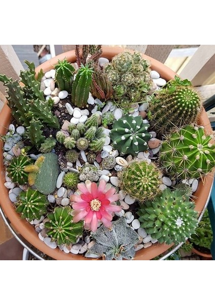 50'li Mix Barrel Cactus Tohumu + 10'lu Kırmızı Lale Çiçek Tohumu