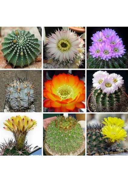 25'li Karışık Succulent Kaktüs Tohumu + 10'lu Kırmızı Papatya Çiçek Tohumu
