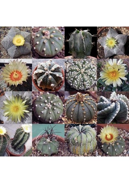 50'li Mix Barrel Cactus Tohumu + 10'lu Kırmızı Lale Çiçek Tohumu