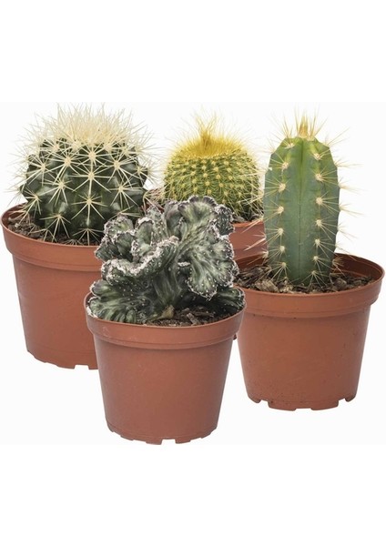 10'lu Mix Barrel Cactus Tohumu + 10'lu Kırmızı Orkide Çiçek Tohumu