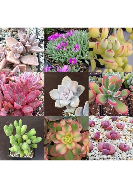 10'lu Mix Barrel Cactus Tohumu + 10'lu Kırmızı Orkide Çiçek Tohumu