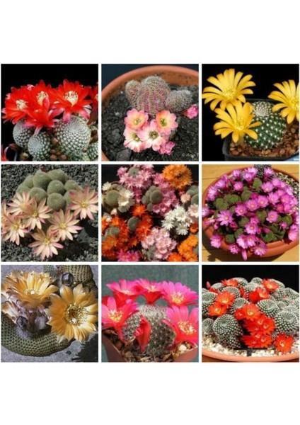 10'lu Karışık Succulent Kaktüs Tohumu + 10'lu Kırmızı Papatya Çiçek Tohumu