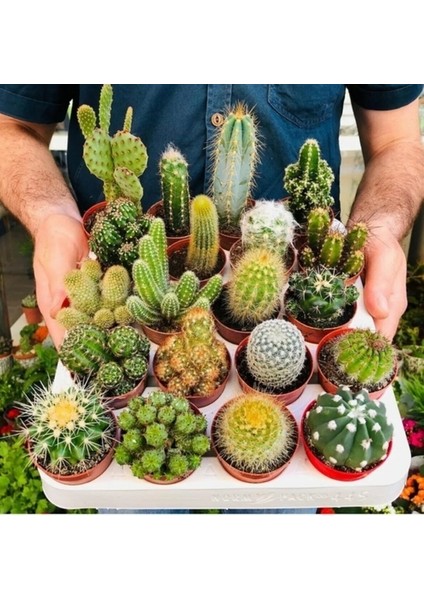 100'lü Karışık Succulent Kaktüs Tohumu + 10'lu Kırmızı Orkide Çiçek Tohumu