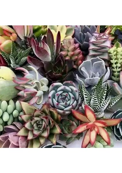 100'lü Mix Barrel Cactus Tohumu + 10'lu Kırmızı Papatya Çiçek Tohumu