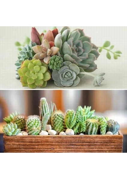 100'lü Karışık Succulent Kaktüs Tohumu + 10'lu Kırmızı Orkide Çiçek Tohumu