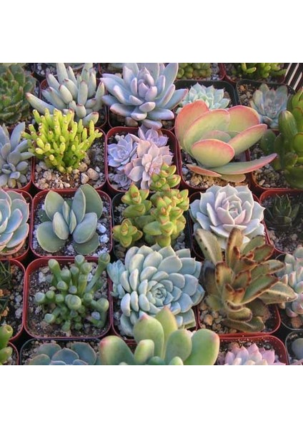 25'li Mix Barrel Cactus Tohumu + 10'lu Kırmızı Lale Çiçek Tohumu