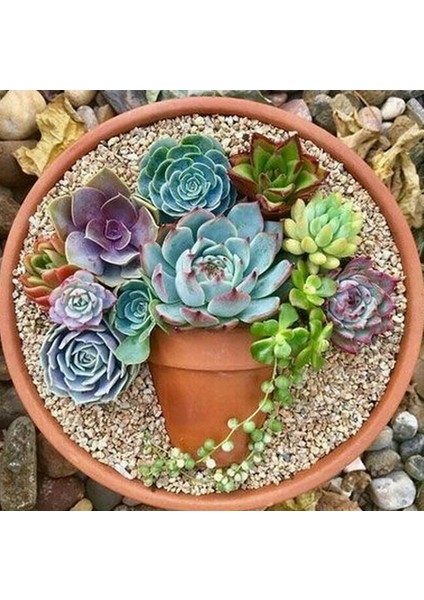 100'lü Mix Barrel Cactus Tohumu + 10'lu Kırmızı Orkide Çiçek Tohumu