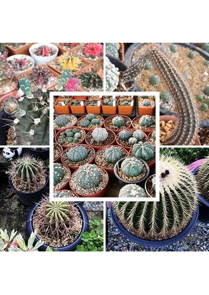 50'li Mix Barrel Cactus Tohumu + 10'lu Kırmızı Orkide Çiçek Tohumu