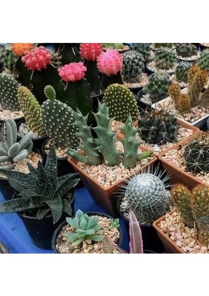 25'li Karışık Succulent Kaktüs Tohumu + 10'lu Kırmızı Papatya Çiçek Tohumu