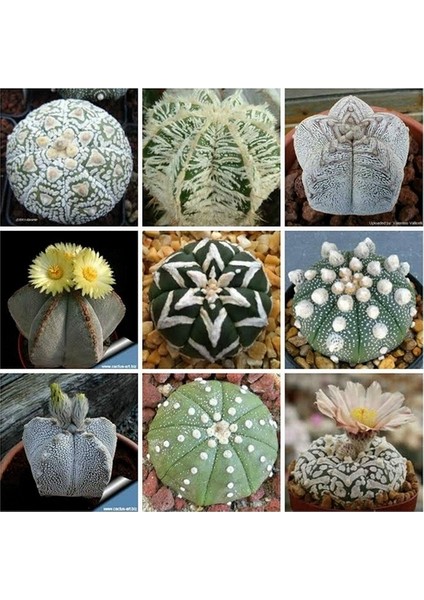 50'li Mix Barrel Cactus Tohumu + 10'lu Kırmızı Orkide Çiçek Tohumu