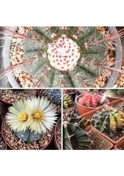 100'lü Karışık Succulent Kaktüs Tohumu + 10'lu Kırmızı Lale Çiçek Tohumu