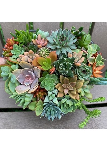 50'li Karışık Succulent Kaktüs Tohumu + 10'lu Kırmızı Lale Çiçek Tohumu