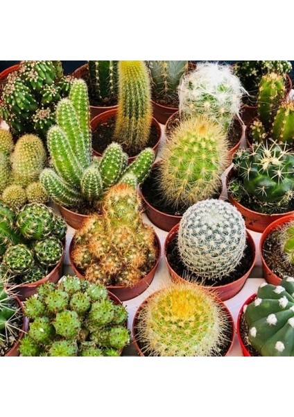 10'lu Karışık Succulent Kaktüs Tohumu + 10'lu Kırmızı Lale Çiçek Tohumu