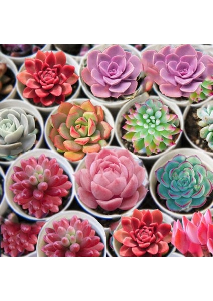 100'lü Karışık Succulent Kaktüs Tohumu + 10'lu Hollanda Gülü Çiçek Tohumu