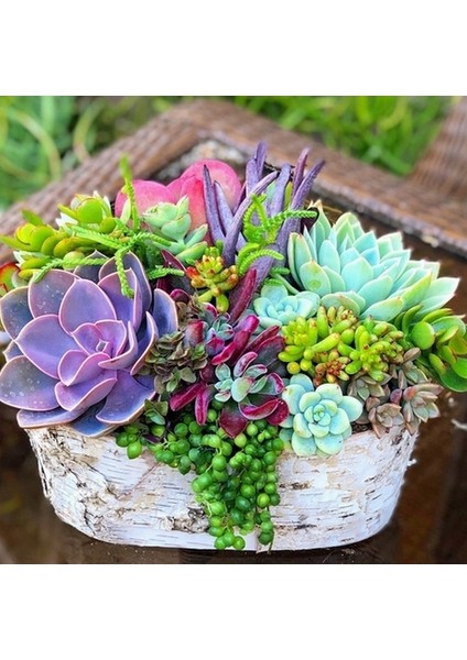 25'li Karışık Succulent Kaktüs Tohumu + 10'lu Kırmızı Lale Çiçek Tohumu