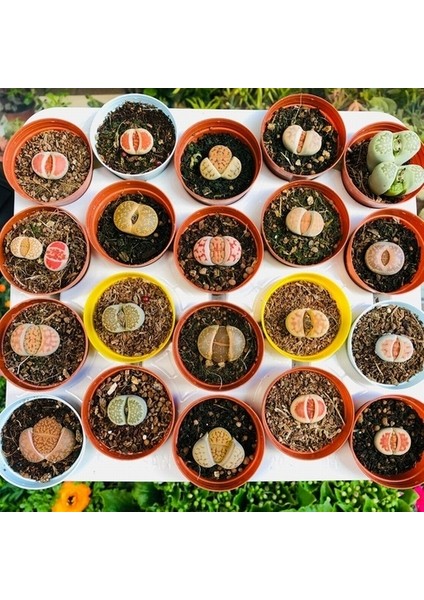 10'lu Karışık Succulent Kaktüs Tohumu + 10'lu Hollanda Gülü Çiçek Tohumu