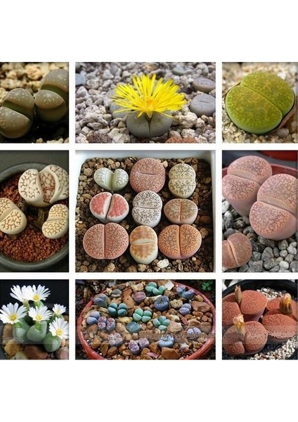 25'li Karışık Succulent Kaktüs Tohumu + 10'lu Kırmızı Lale Çiçek Tohumu
