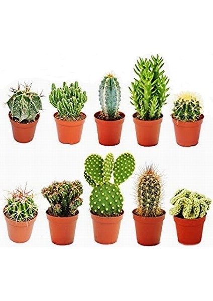 100'lü Karışık Succulent Kaktüs Tohumu + 10'lu Kırmızı Lale Çiçek Tohumu