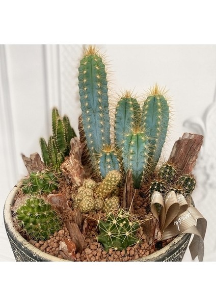 10'lu Karışık Succulent Kaktüs Tohumu + 10'lu Kırmızı Lale Çiçek Tohumu
