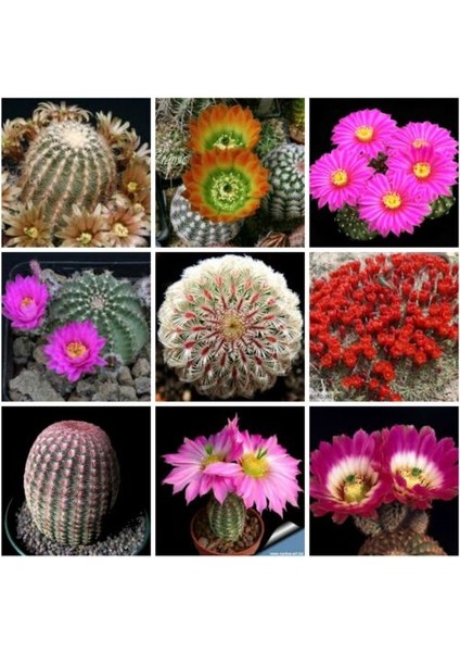 10'lu Karışık Succulent Kaktüs Tohumu + 10'lu Kırmızı Lale Çiçek Tohumu