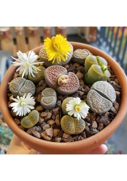 10'lu Karışık Succulent Kaktüs Tohumu + 10'lu Kırmızı Lale Çiçek Tohumu