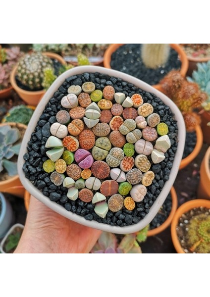 50'li Karışık Succulent Kaktüs Tohumu + 10'lu Kırmızı Lale Çiçek Tohumu