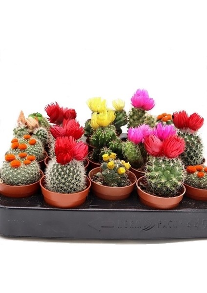 10'lu Karışık Succulent Kaktüs Tohumu + 10'lu Kırmızı Lale Çiçek Tohumu