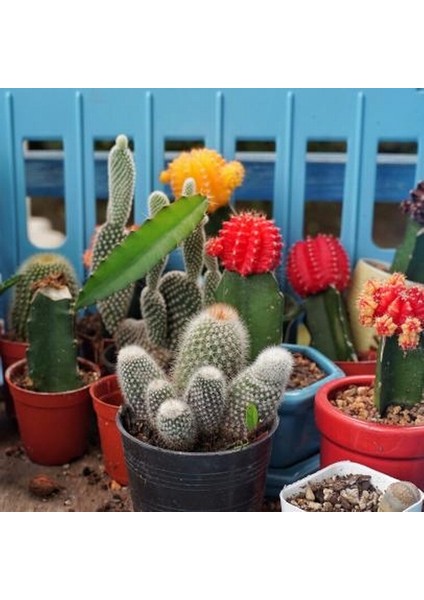 100'lü Karışık Succulent Kaktüs Tohumu + 10'lu Kırmızı Lale Çiçek Tohumu
