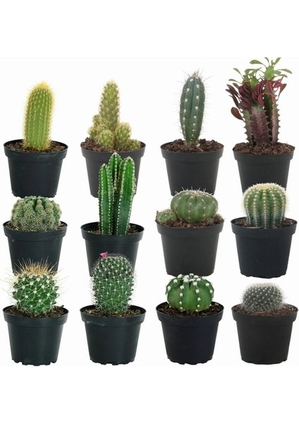 100'lü Mix Barrel Cactus Tohumu + 10'lu Kırmızı Orkide Çiçek Tohumu