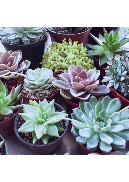 10'lu Mix Barrel Cactus Tohumu + 10'lu Kırmızı Orkide Çiçek Tohumu