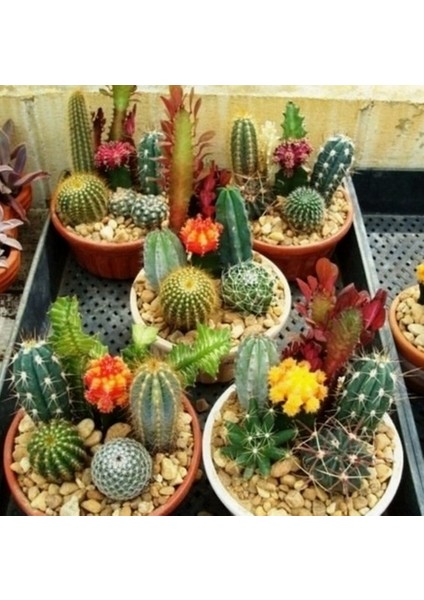 25'li Mix Barrel Cactus Tohumu + 10'lu Kırmızı Papatya Çiçek Tohumu