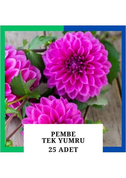 Yıldız Çiçeği (Dahlia) Soğanı/yumrusu - Pembe 1 Yumru (25 Adet)