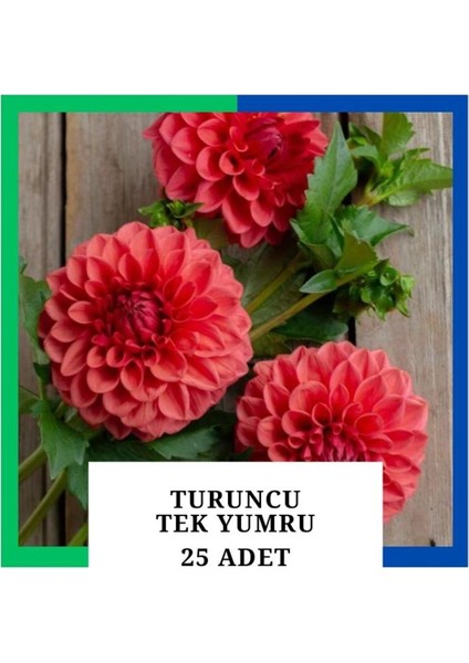 Yıldız Çiçeği (Dahlia) Soğanı/yumrusu - Turuncu 1 Yumru (25 Adet)