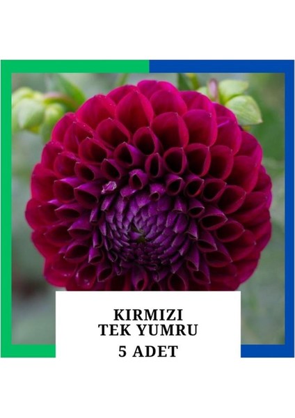Yıldız Çiçeği (Dahlia) Soğanı/yumrusu - Kırmızı 1 Yumru (5 Adet)