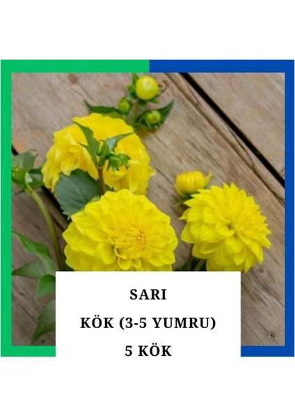 Yıldız Çiçeği (Dahlia) Soğanı/yumrusu - Sarı 4-5 Yumru (5 Adet)