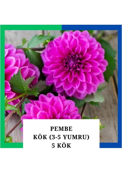 Yıldız Çiçeği (Dahlia) Soğanı/yumrusu - Pembe 4-5 Yumru (5 Adet)