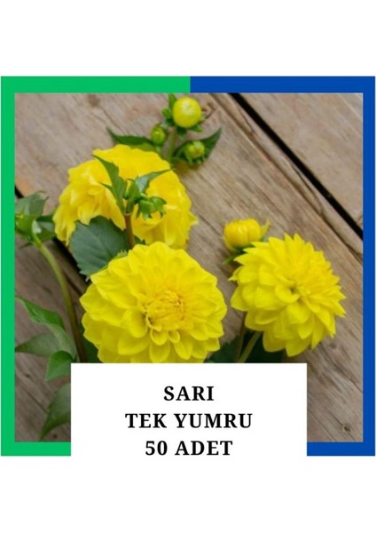 Yıldız Çiçeği (Dahlia) Soğanı/yumrusu - Sarı 1 Yumru (50 Adet)