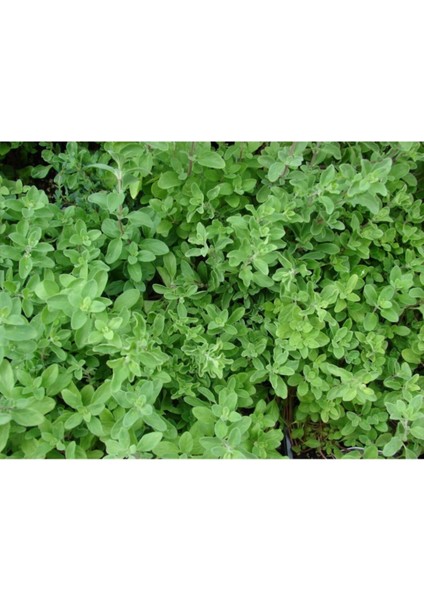 Mercan Köşk Bitkisi Çiçeği Fidanı 30 cm