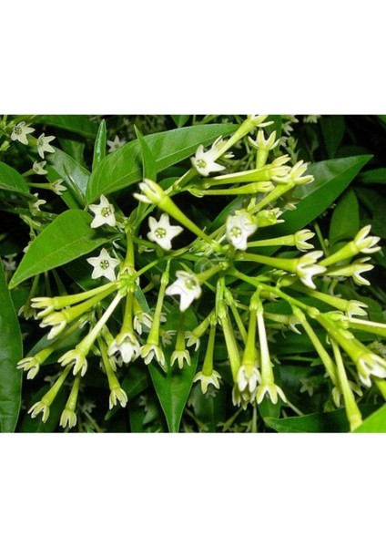 Gece Sefası Limon Çiçeği Melisa Gece Sefası Limon Çiçeği Melisa (Torbalı)
