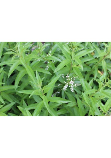 Limon Melisa Fidanı Saksılı 40 cm 60 cm