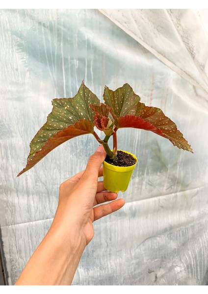 Mini Saksıda Çilli Begonya Benekli Begonia