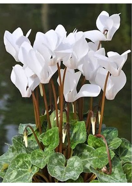 Beyaz Sıklamen (Cyclamen) Çiçeği Saksılı