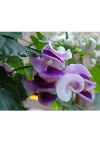 Selluka Izmir Sarmaşığı Fidanı Saksılı 60 cm 80 cm modelleri