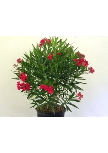 Serada Decor Plant Kırmızı Bodur Zakkum Çiçeği Fidanı 60 cm Saksılı